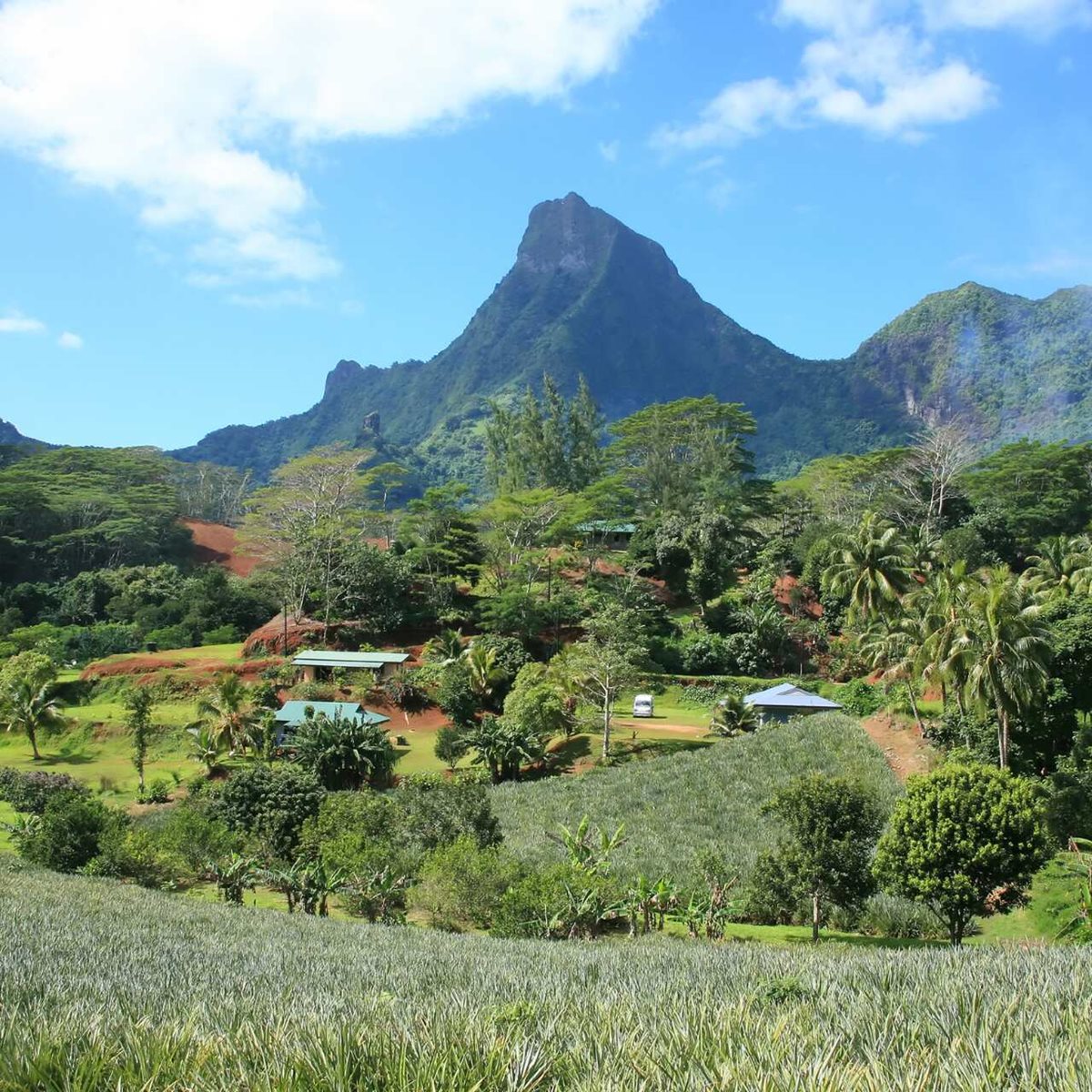 Pola ananasowe na Wyspie Moorea, Polinezja Francuska