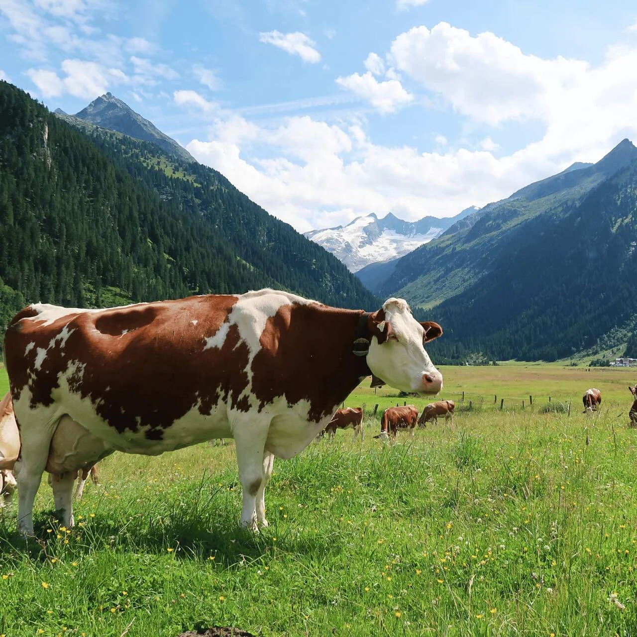 Austriackie alpy, polana z pasącymi się krowami