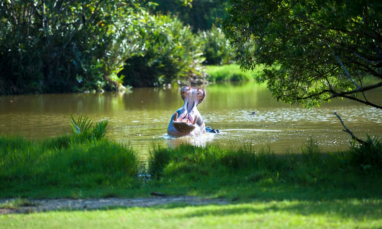 Park Hallera, Kenia