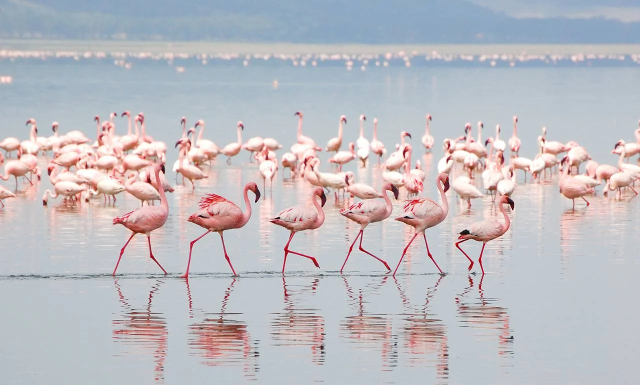 Flamingi na Jeziorze Nakuru, Kenia