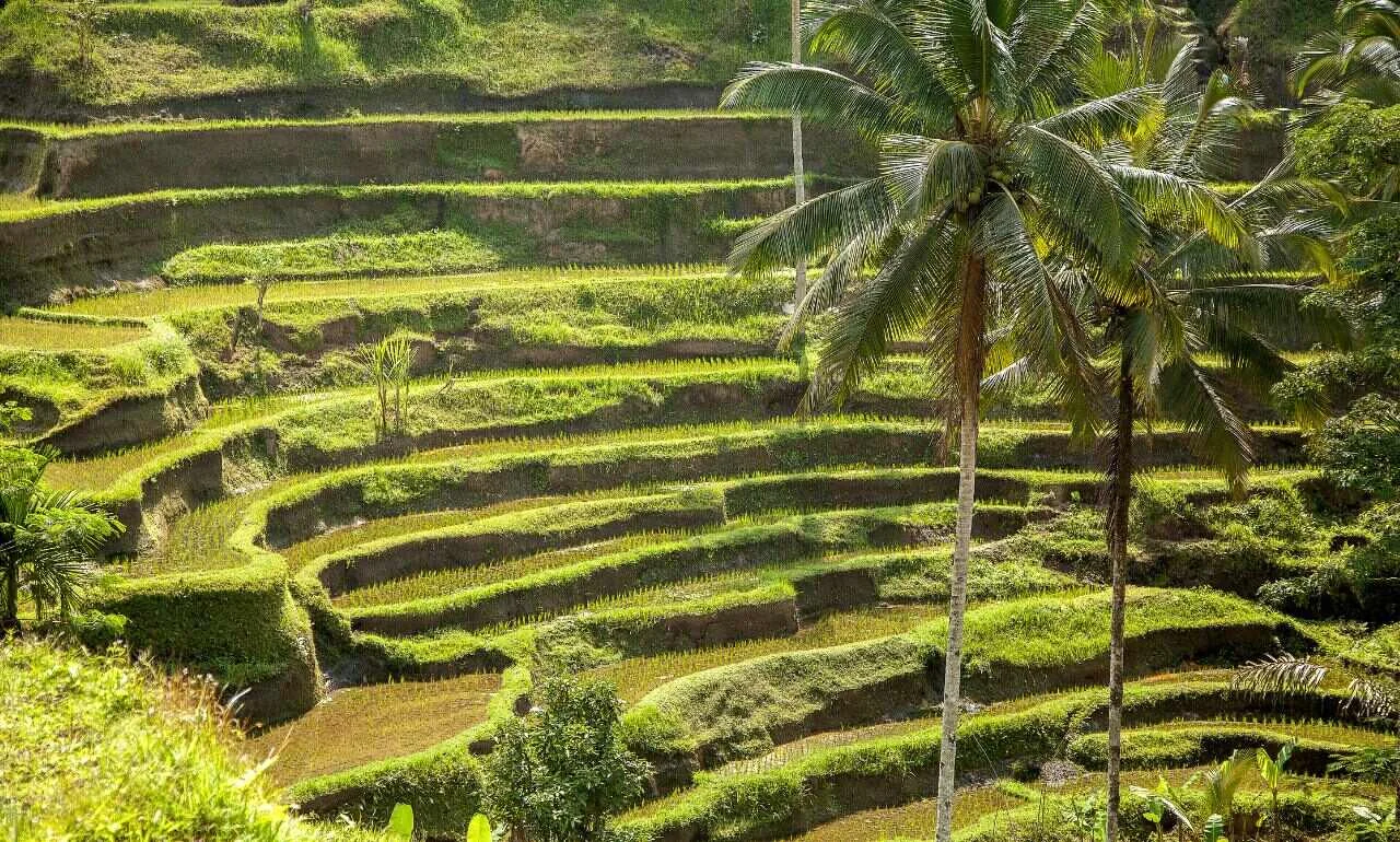 Tegallalang, Bali