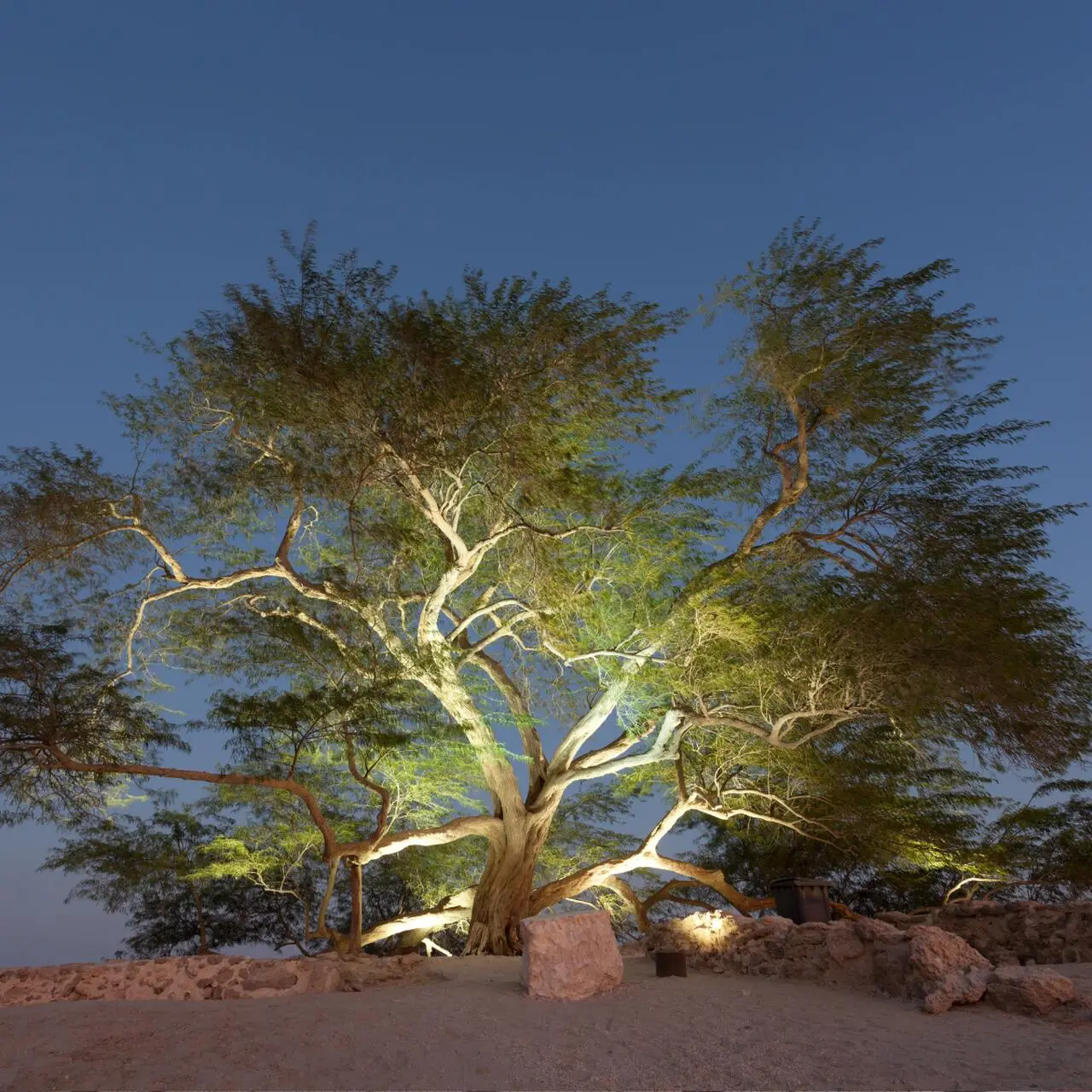 Drzewo Życia, Bahrajn