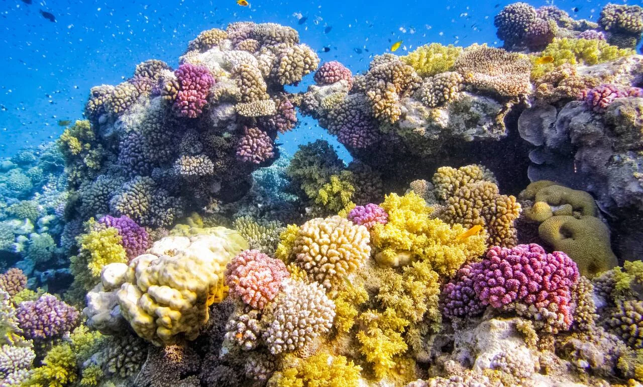 Marsa Alam, rafa koralowa