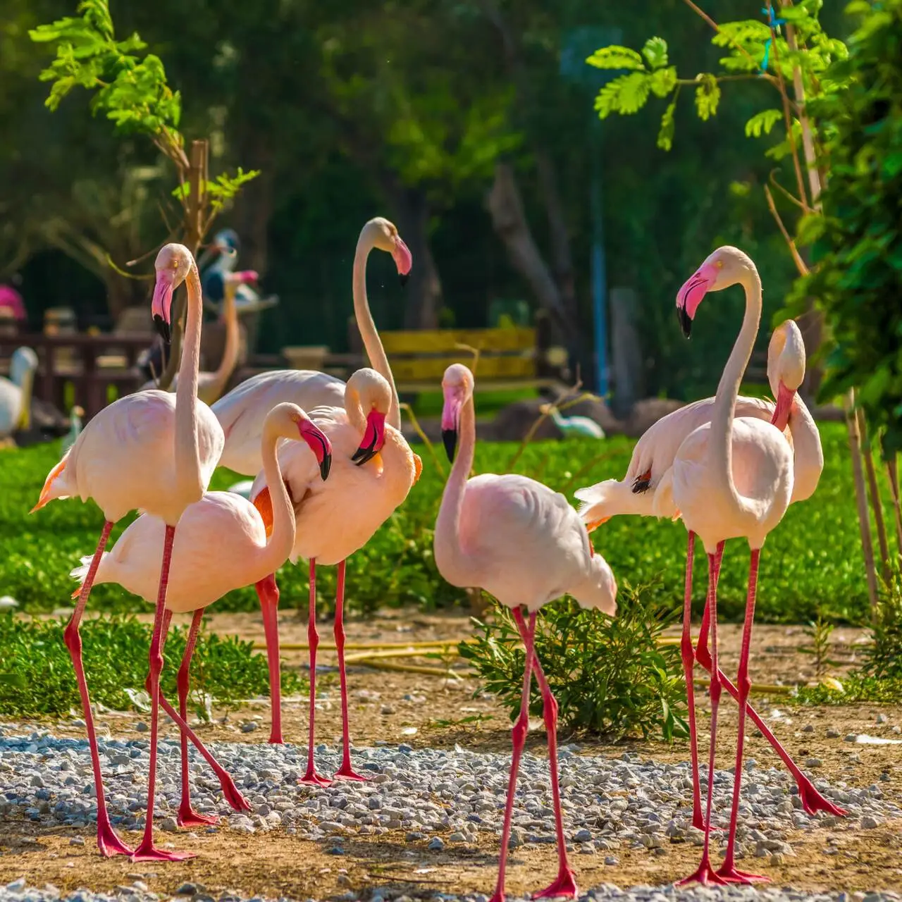 Flamingi w Al Areen Wildlife Park, Bahrajn