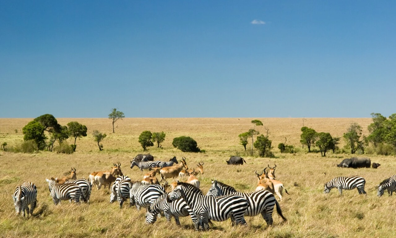 Masai Mara, Kenia