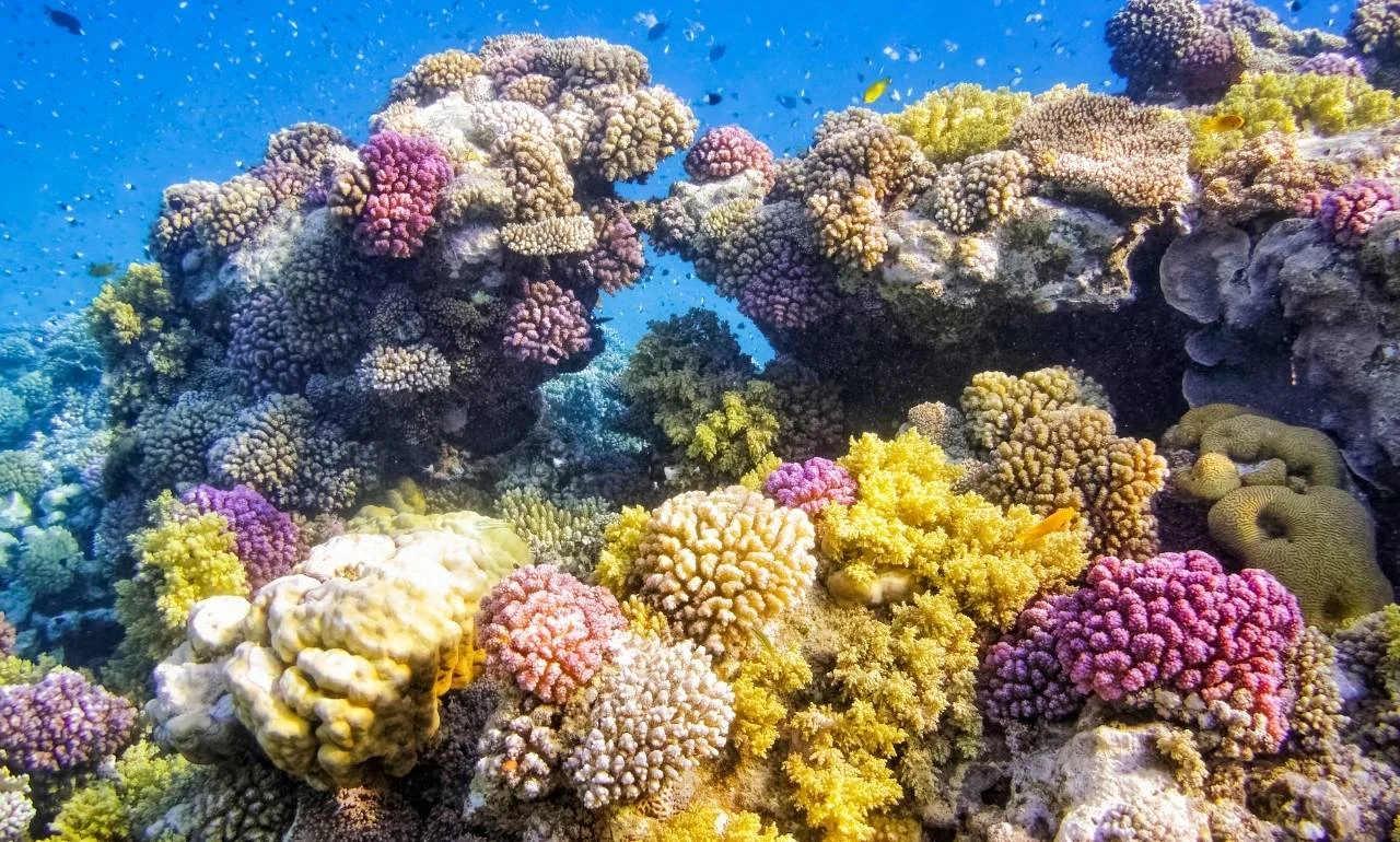 Rafa koralowa u wybrzeży Marsa Alam