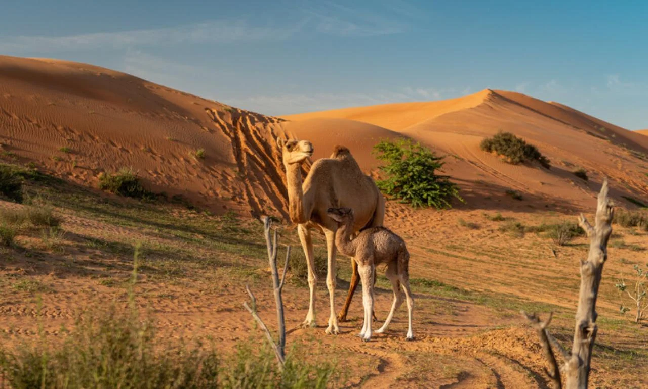 Rezerwat Przyrody Al Wadi