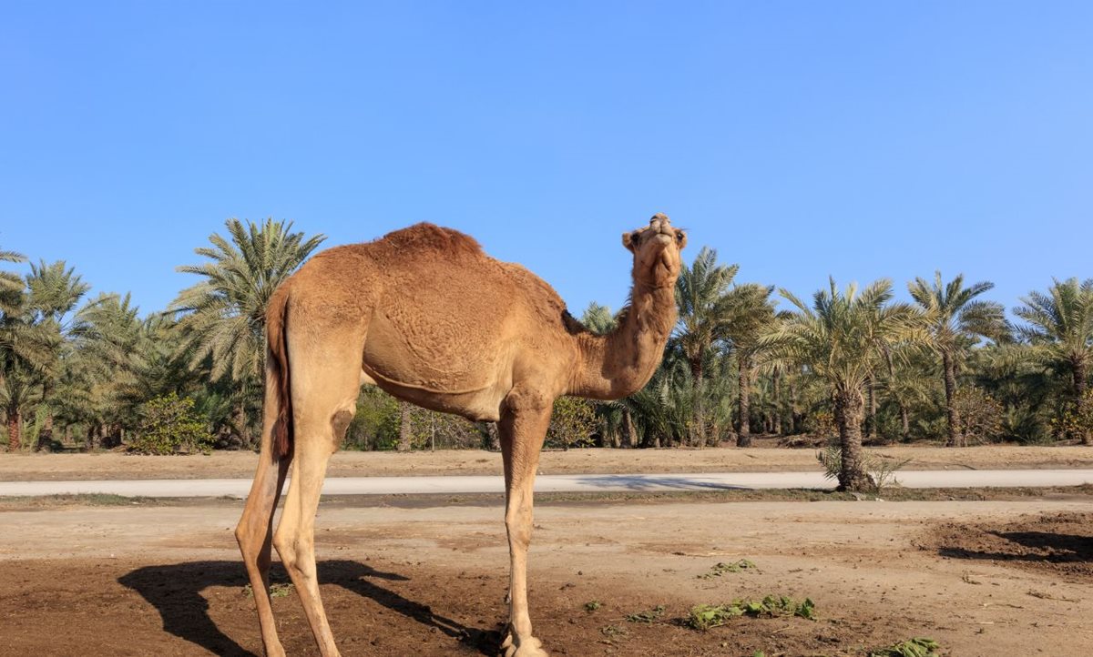 Bahrain Royal Camel Farm