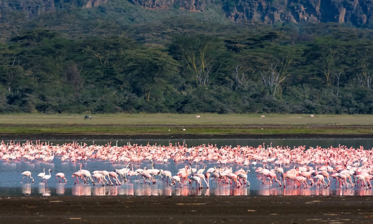 Flamingi, jezioro Nakuru, Kenia